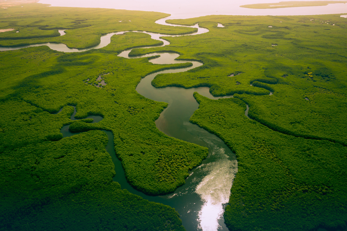 Gambia Mangroves. Aerial view of mangrove forest in Gambia.