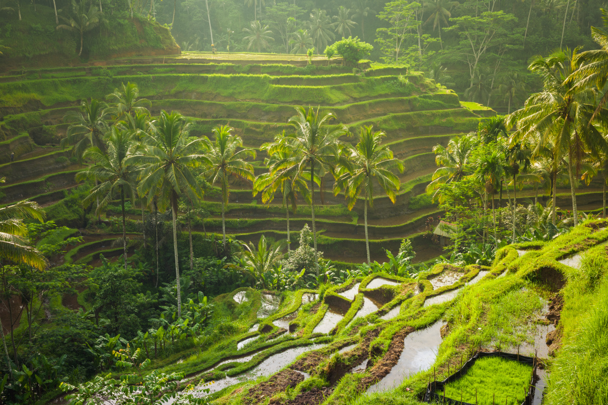 Beautiful rice terraces near Tegallalang village, Ubud, Bali, Indonesia.