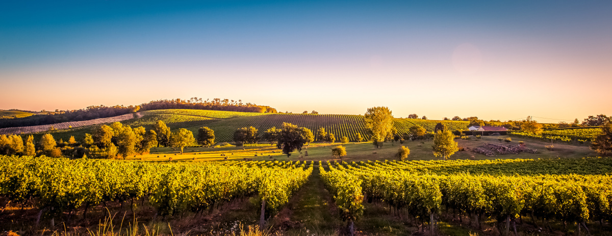 Sunset landscape bordeaux wineyard france