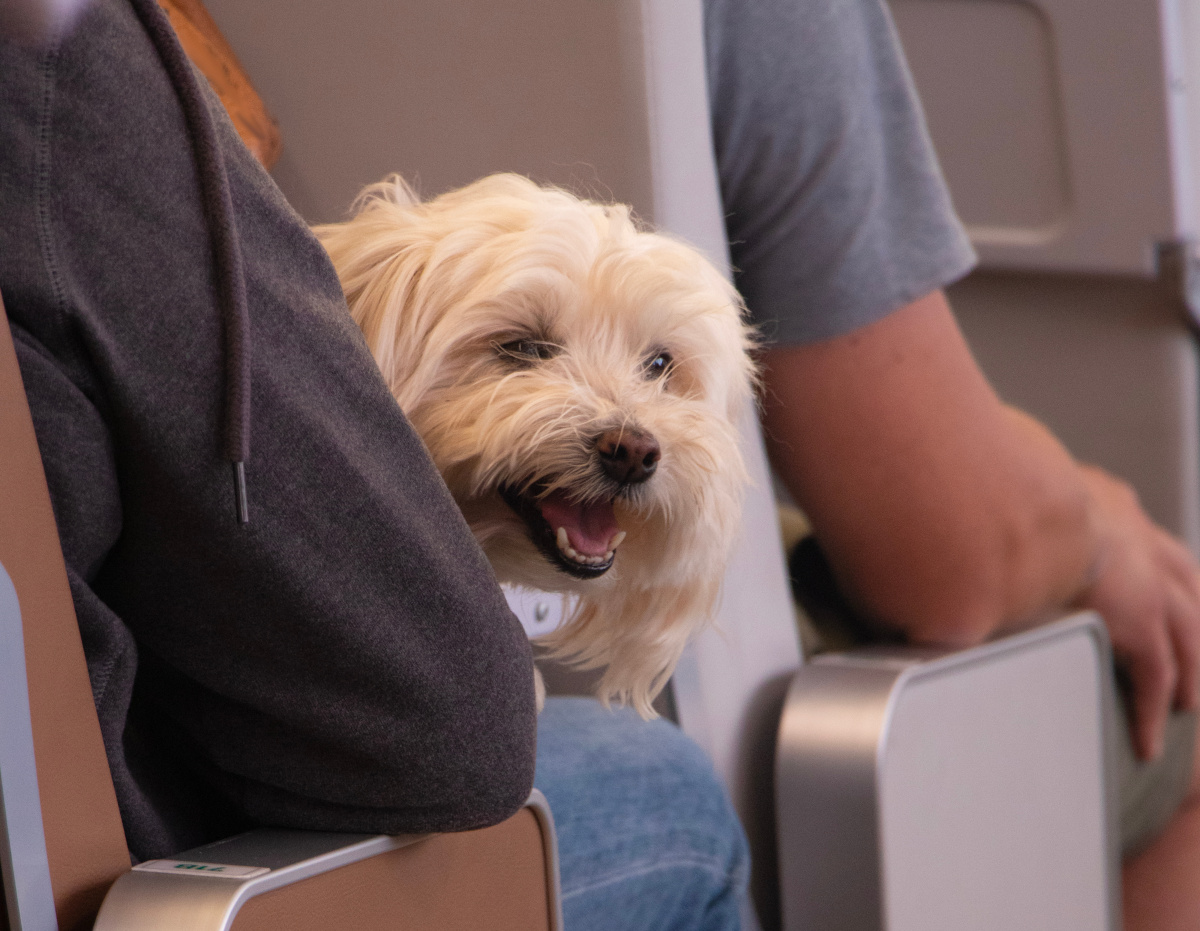 dog sitting on a plane