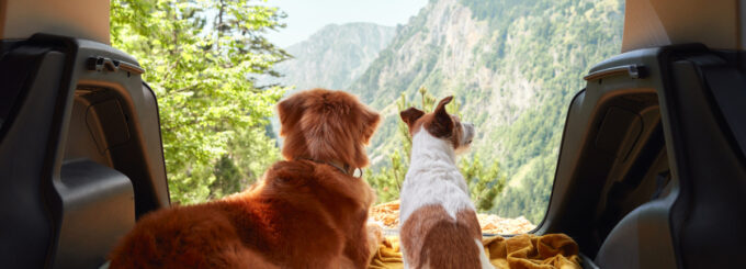 dog in car with a view to the mountains