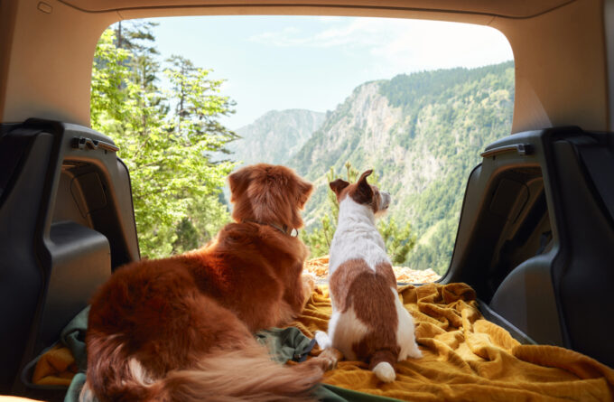 dog in car with a view to the mountains