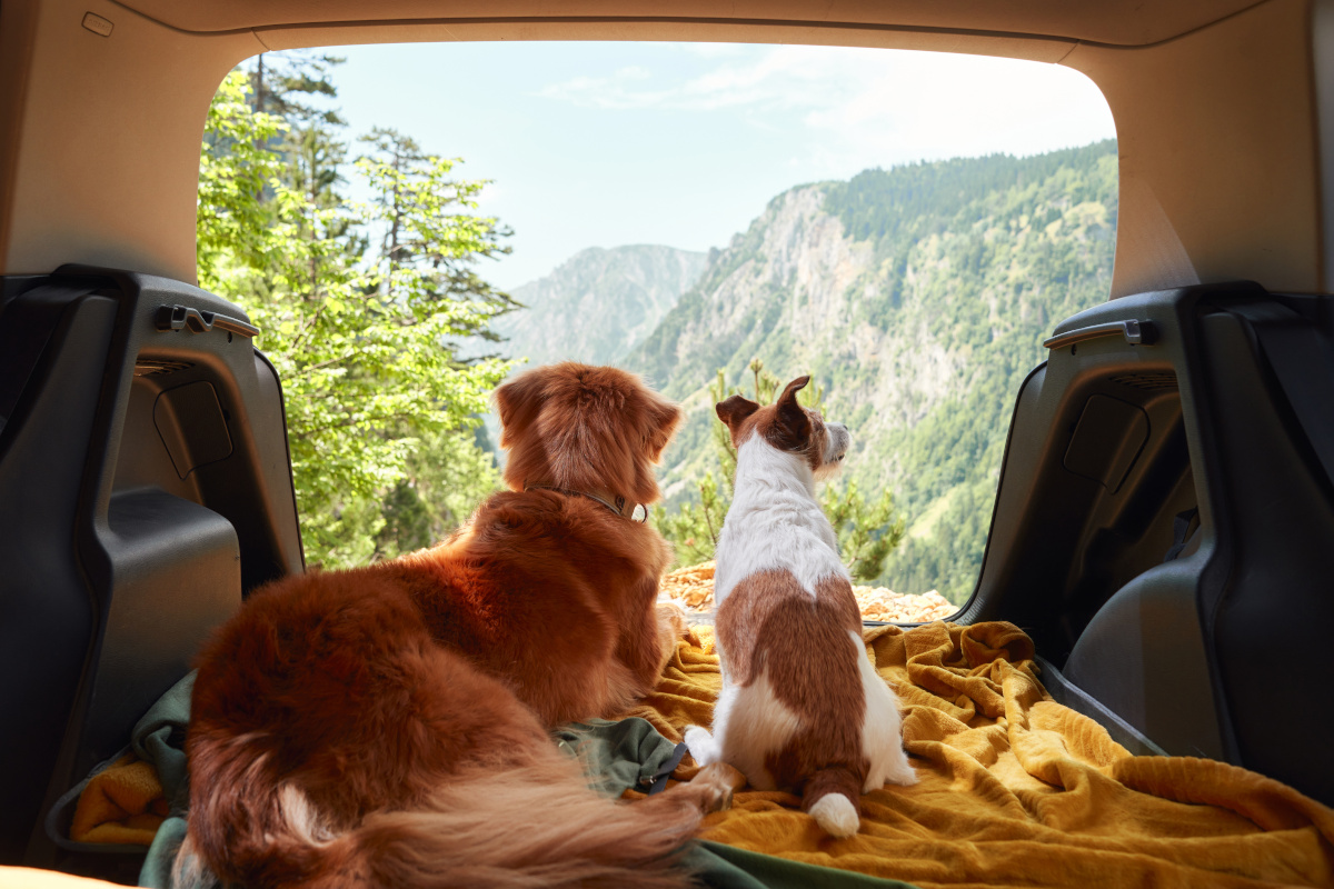 dog in car with a view to the mountains
