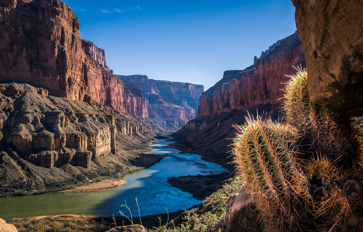 cactus overlooking the grand canyon