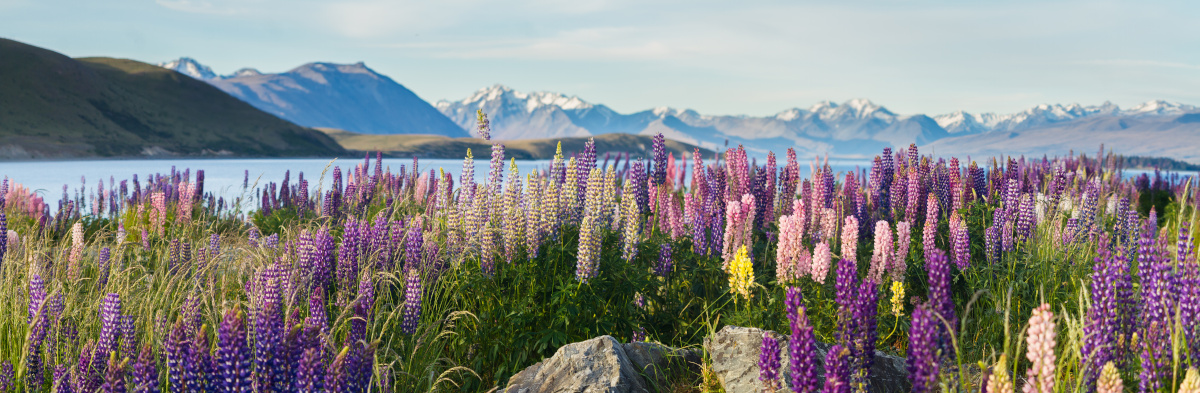 New Zealand Flowers in spring