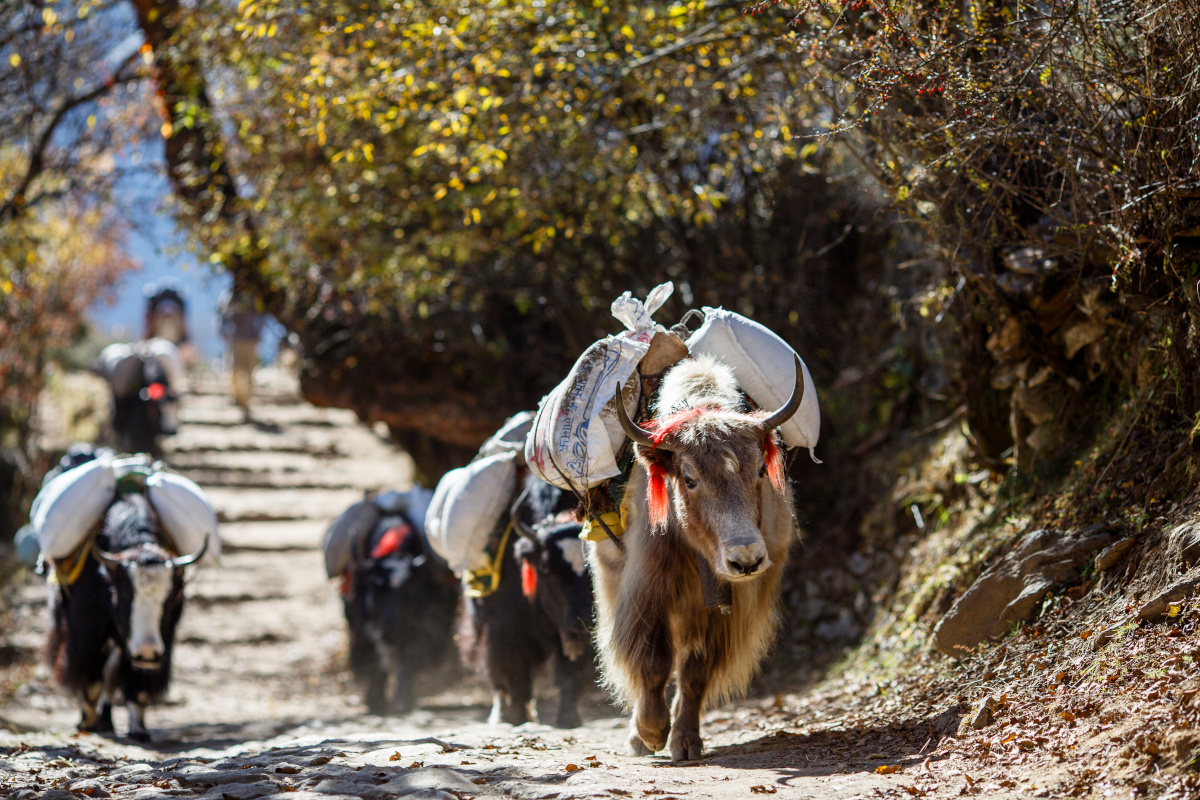 Yaks carrying weight in Nepal