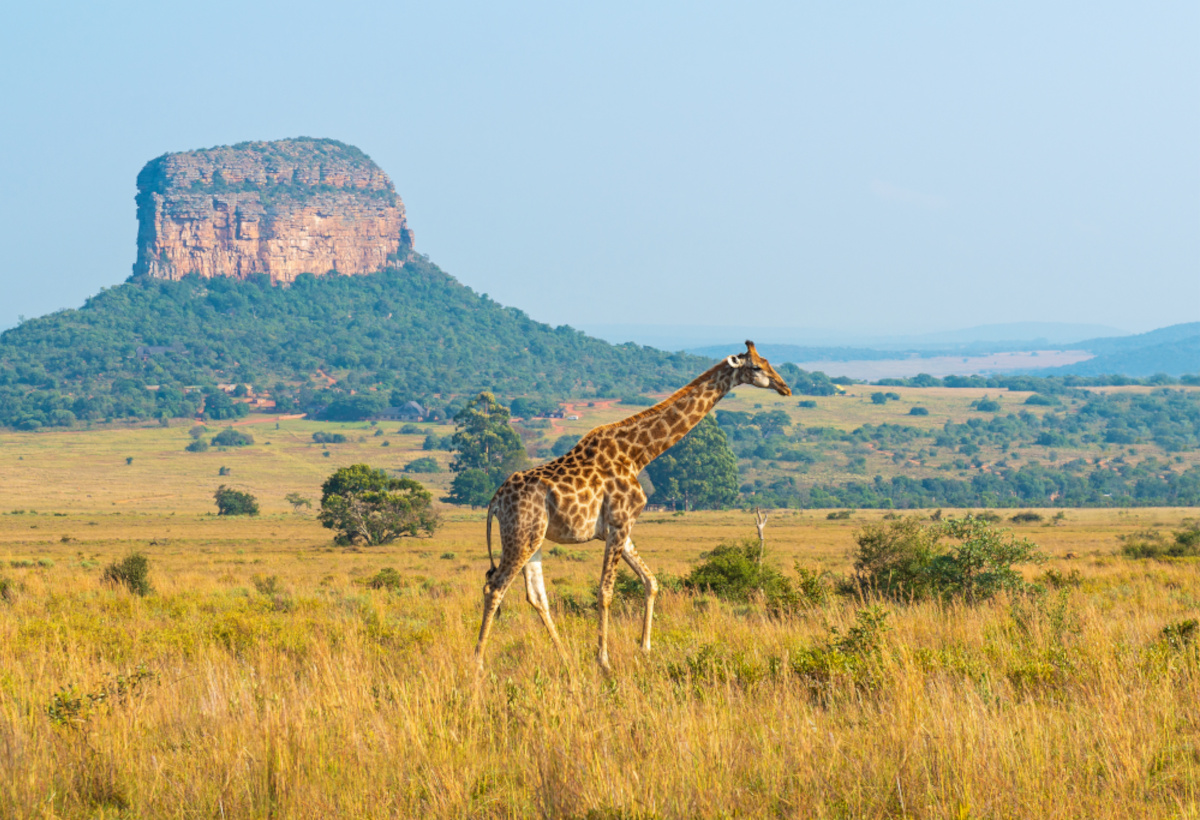 Giraffe, Entabeni Safari Reserve, Limpopo Province, South Africa.