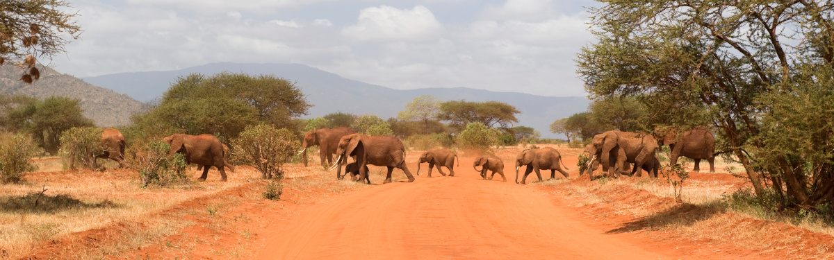 Elephants in Tsavo East National Park