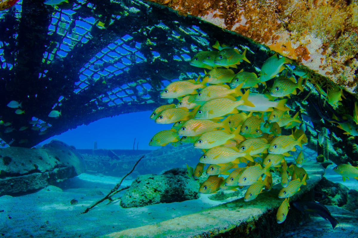School of fish beneath the Thunder Dome in Turks & Caicos