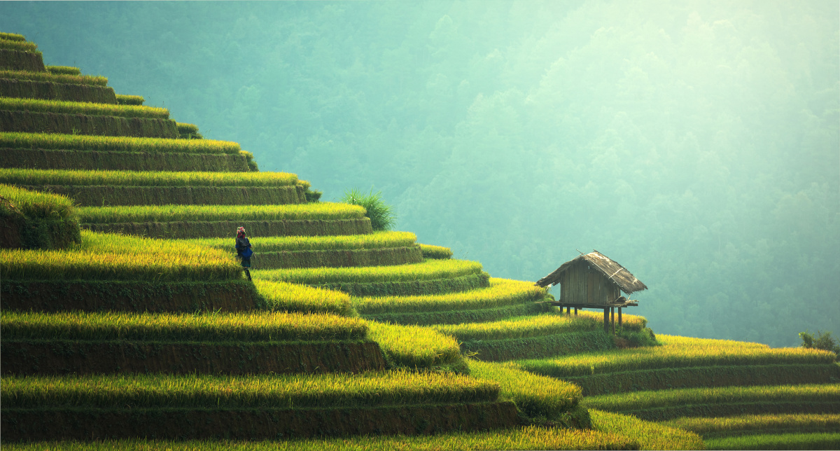 Rice fields on terraced of Mu Cang Chai, YenBai, Vietnam