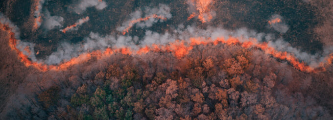 A strip of Dry Grass sets Fire to Trees in dry Forest: Forest fire