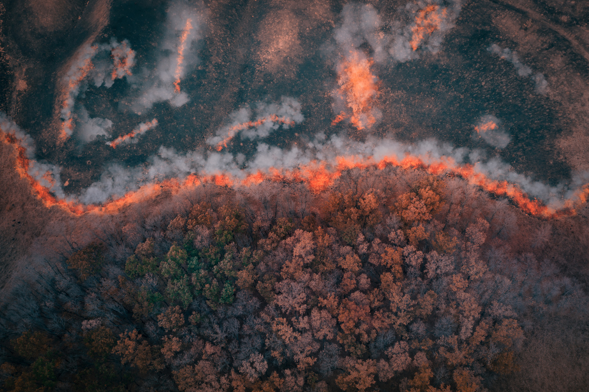 A strip of Dry Grass sets Fire to Trees in dry Forest: Forest fire