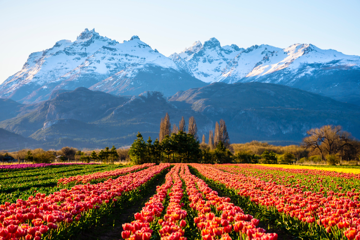 Scene view of field of tulips against snow-capped Andes mountain