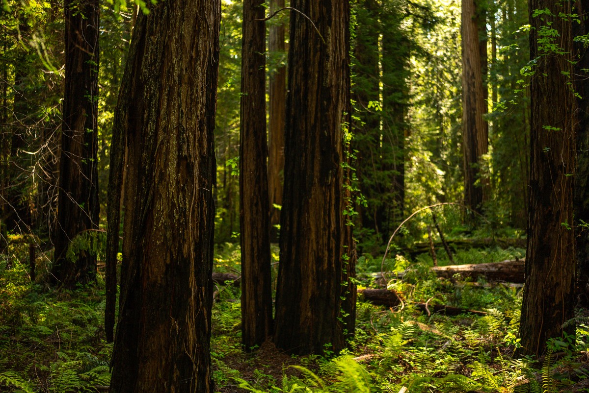 peaceful forest