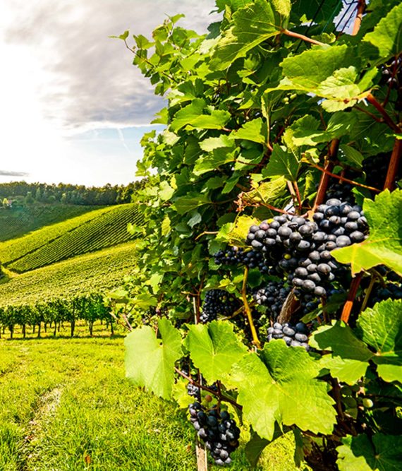 Bunches of grapes on vine in sunny vineyard